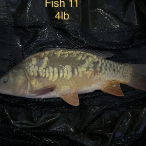 Fish 11