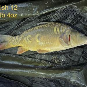 Fish 12