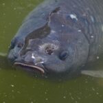 carp